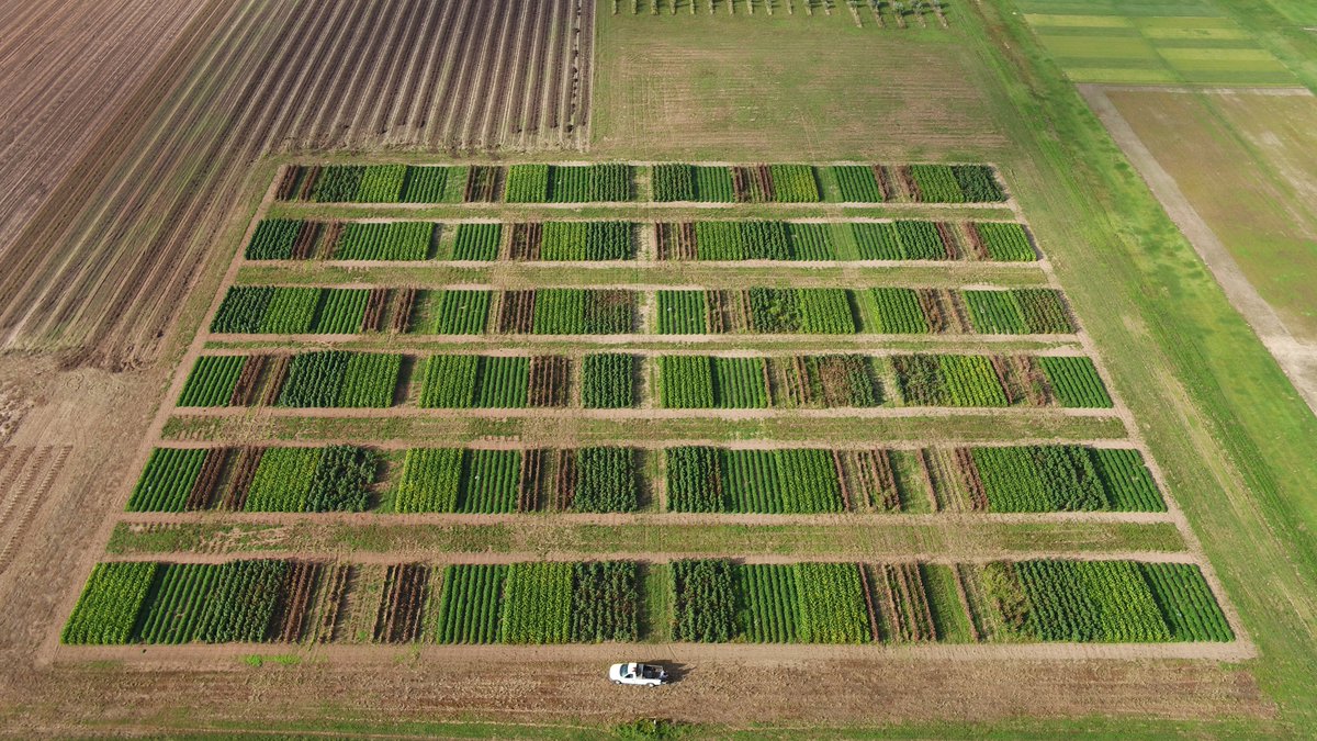 Brassica carinata rotation effect on four summer crops (cotton, peanut, sorghum, and soybean). The two middle rows of sorghum have been harvested for yield estimation <a href="/TheDirtDude/">Mike Mulvaney</a>. Peanut is next!