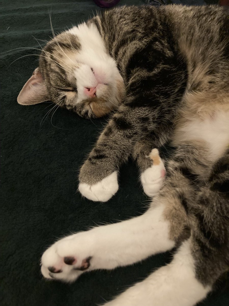 Brie 🧀 🇵🇸 tweet media