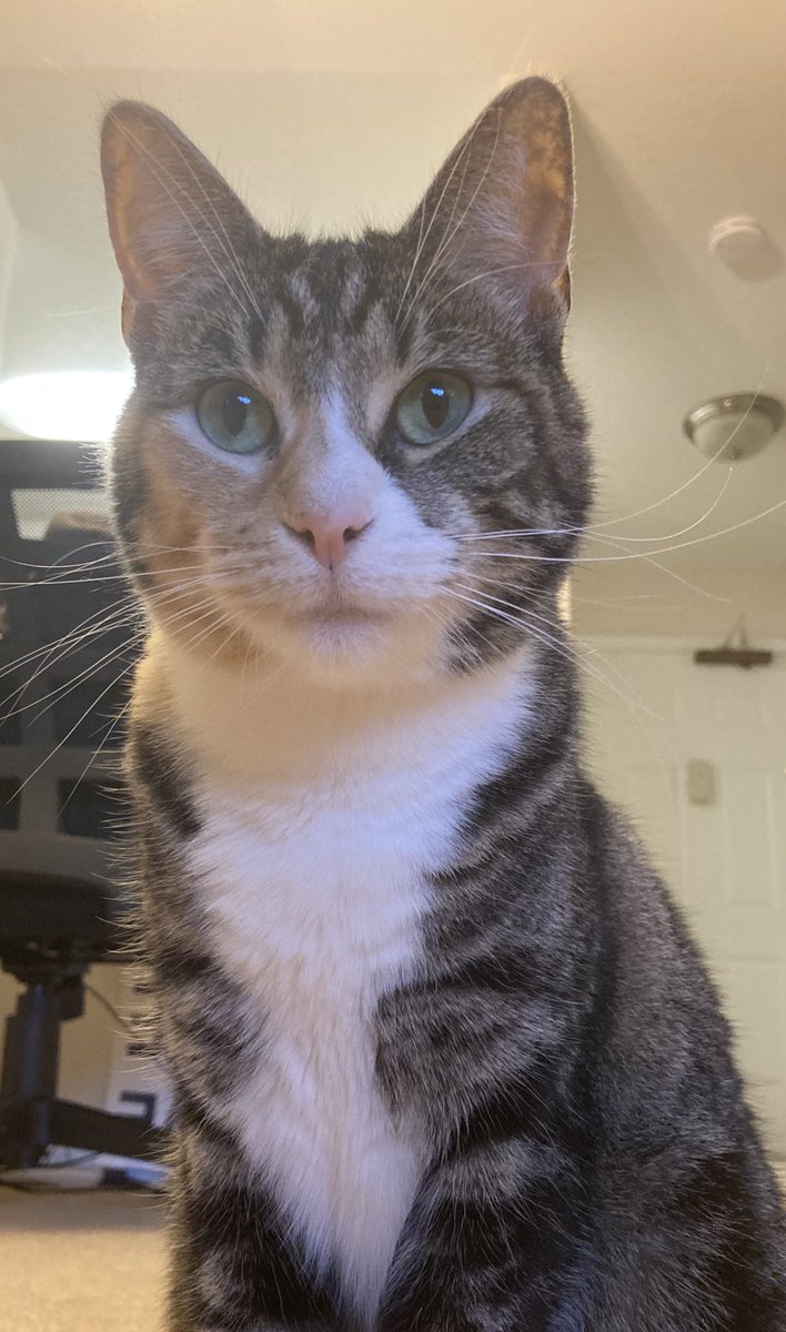 Brie 🧀 🇵🇸 tweet media