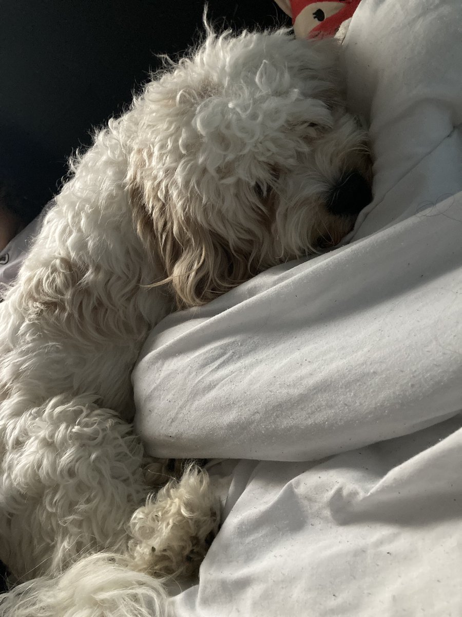 OfficalToaster's tweet image. Got new doggo