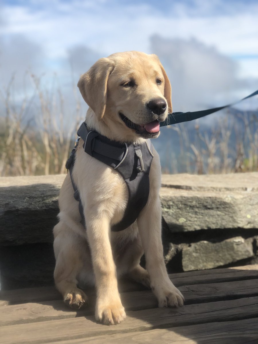 junin1969's tweet photo. Hank isn’t just a brewery dog, his 1st big hike! #Otisisthe best leadever @davidrubinoff  @robynzr @BlueRidgeNPS #craggydome @DarylNathanson https://t.co/tCjIJy46Lr