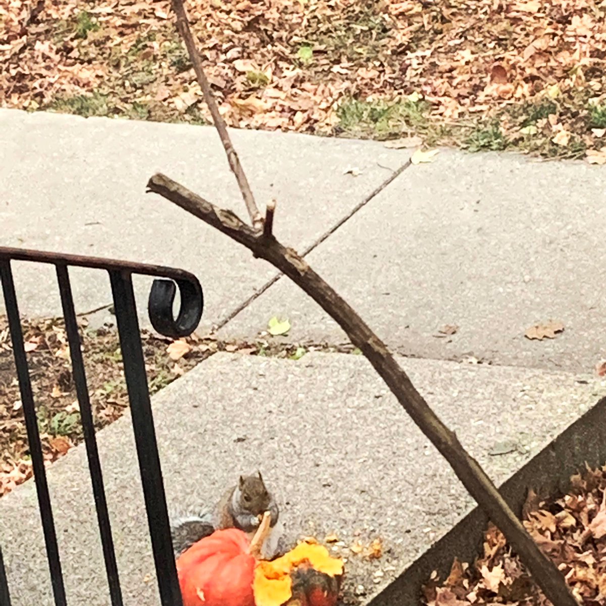 Fall issue coming at the end of October🍁🍂