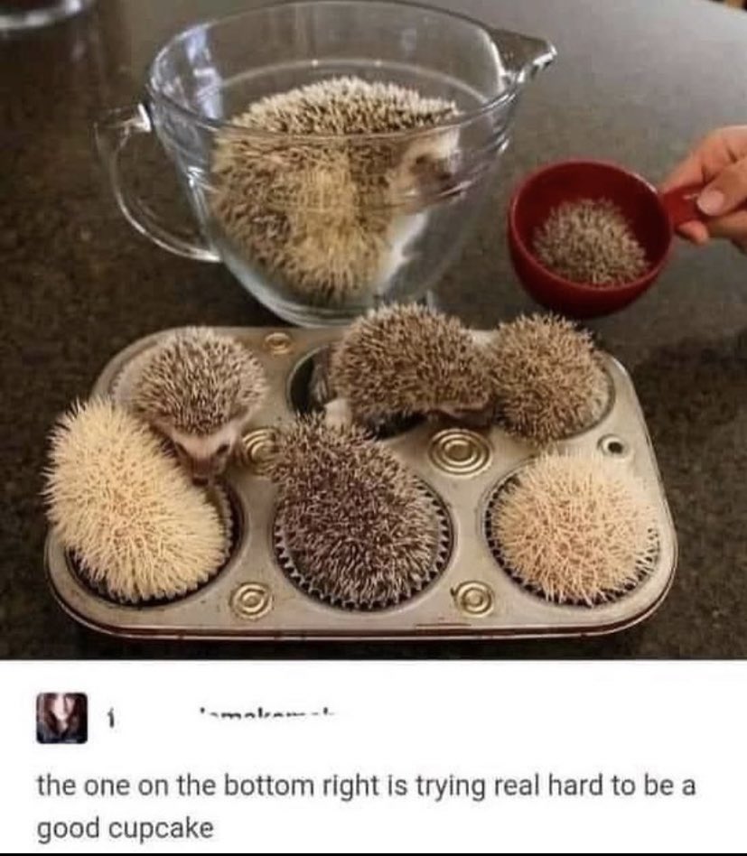 WholesomeMeme's tweet photo. https://t.co/gxLhp1Lu7l