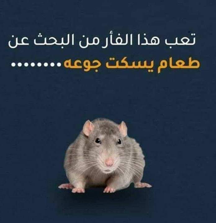 TweeGraph's tweet photo. إحذر أن تحولك الوظيفة إلى فأر

#تويجراف https://t.co/9ugG1r1Nyq