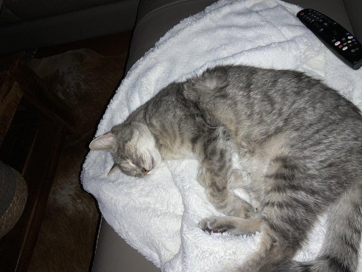 Ich hab´n Kater