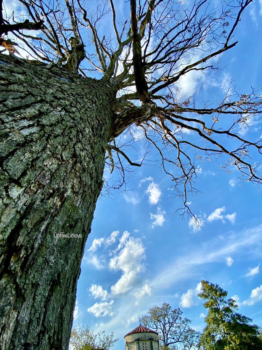 LiciousCoffee's tweet photo. Look at me playing around with angles. This is me, I love getting to know trees this way. Every angle shows a different personality of a 🌳 I think they enjoy photo sessions. No angle is bad.
#nature #NaturePhotography #tree #TreePersonality #naturelovers #NatureBeauty https://t.co/je3iILlh50