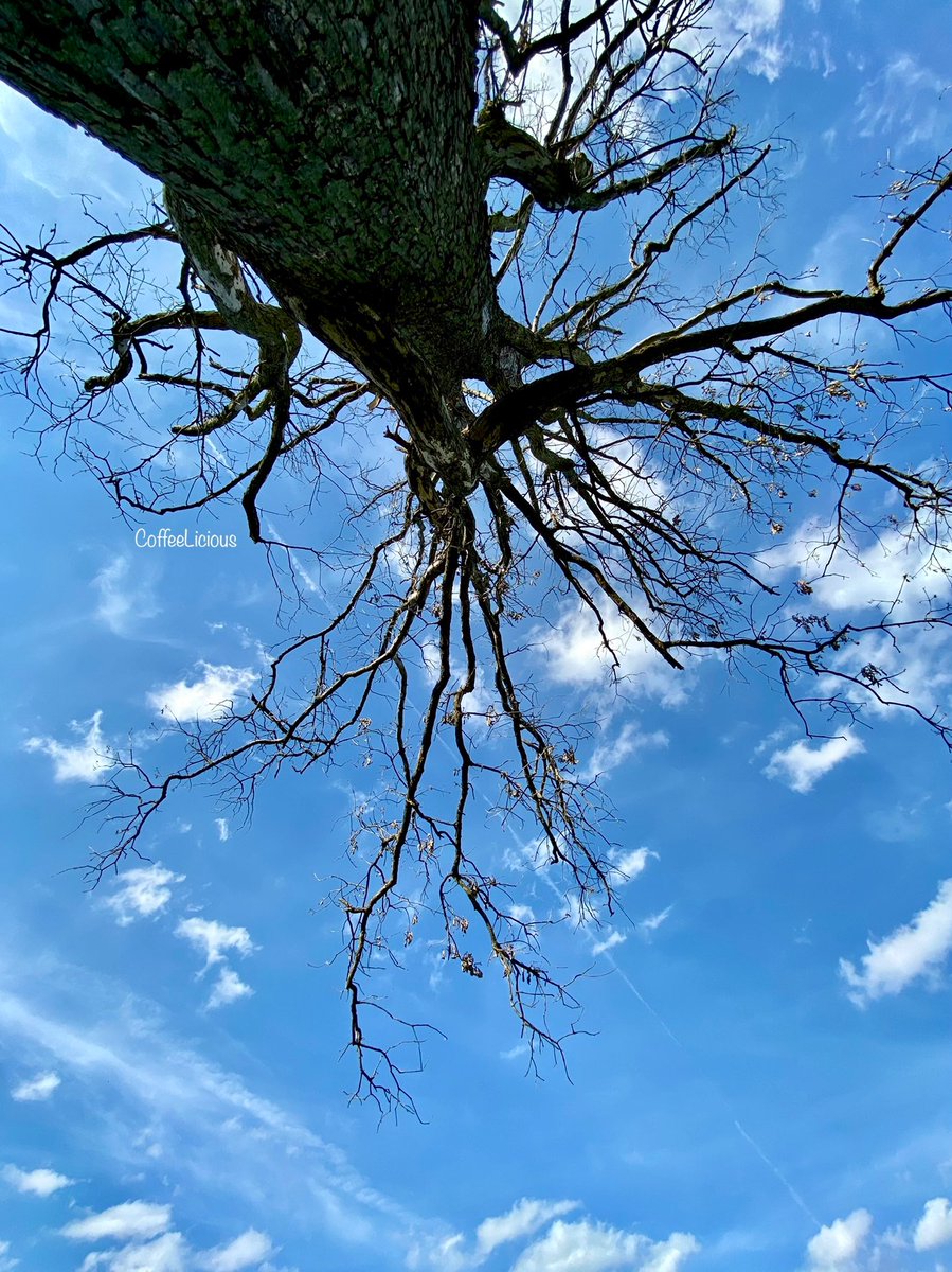 LiciousCoffee's tweet photo. Look at me playing around with angles. This is me, I love getting to know trees this way. Every angle shows a different personality of a 🌳 I think they enjoy photo sessions. No angle is bad.
#nature #NaturePhotography #tree #TreePersonality #naturelovers #NatureBeauty https://t.co/je3iILlh50