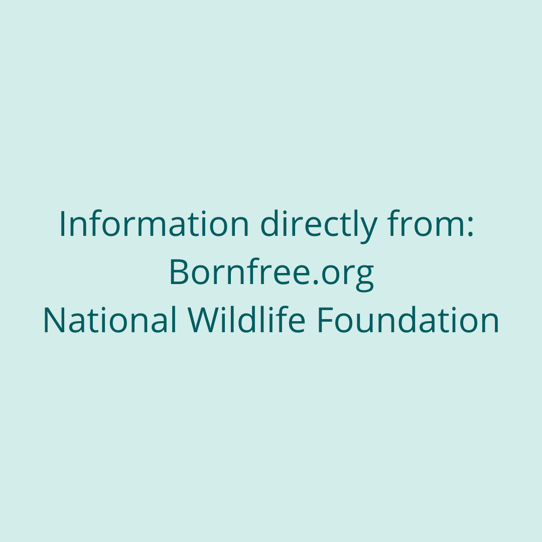 elenap_pr's tweet photo. Social media is an important aspect of wildlife conservation! It allows individuals across the world who are passionate about the environment to connect in a unified effort to promote conservation. All information from https://t.co/4AY5PRkYuk and the National Wildlife Foundation. https://t.co/4M86z6EdxM