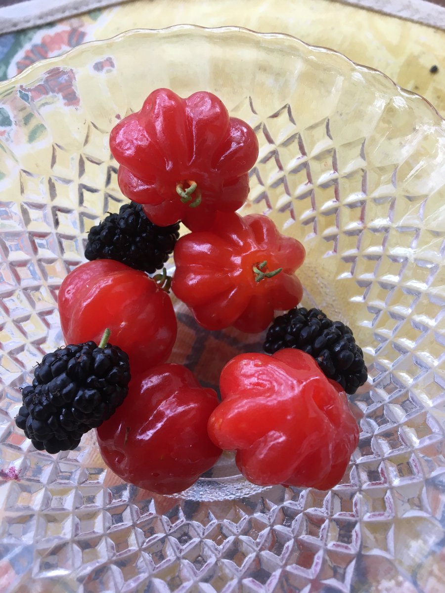 Werther Nieland.🚗gepokt, gemazeld en gevaccineerd tweet media