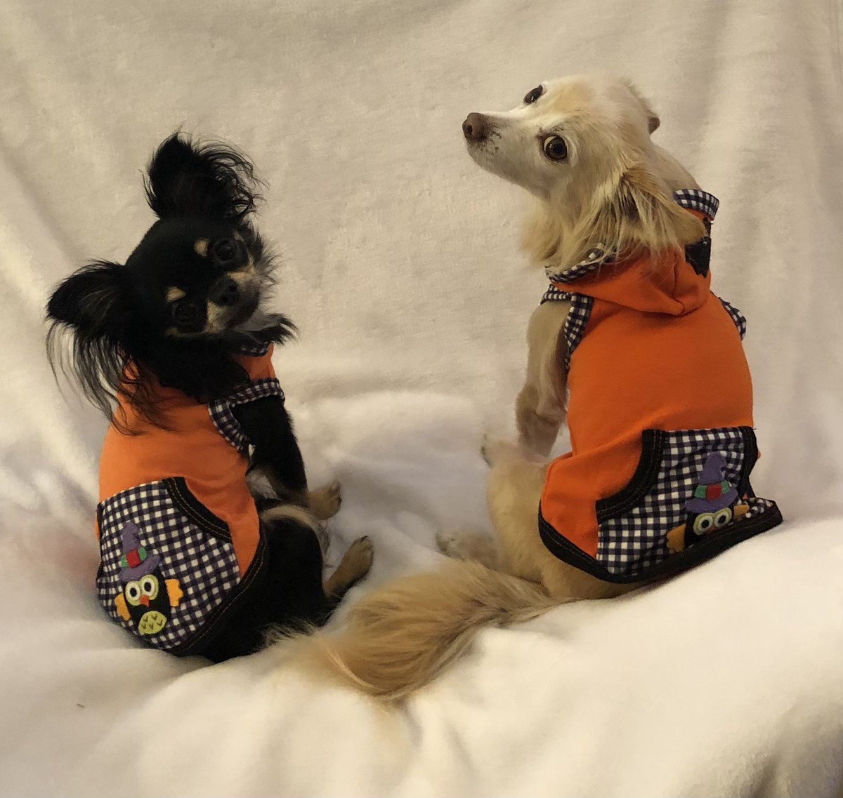 RuffRuffCouture's tweet photo. Two of our fans, Puppaccino and Phoenix, are ready for Halloween in their matching hoodies.  We thank Margaret for sharing pics of her cuties.

https://t.co/9qwaX07r20 https://t.co/TpVdm7zhg8
