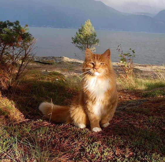 GALATEA💜✨ (@galatea321) on Twitter photo 