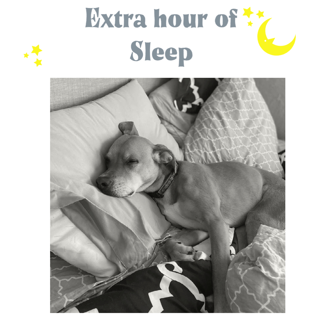 Don't get caught sleeping in on your Malpaca pillows like BoJanges! Remember to set those clocks back one hour. 
#malpaca #alpacapillows #daylightsaving #pillows #alapca #luxurypillows #madeintheUS #USmade #dogsofdogtown #dogtownproud