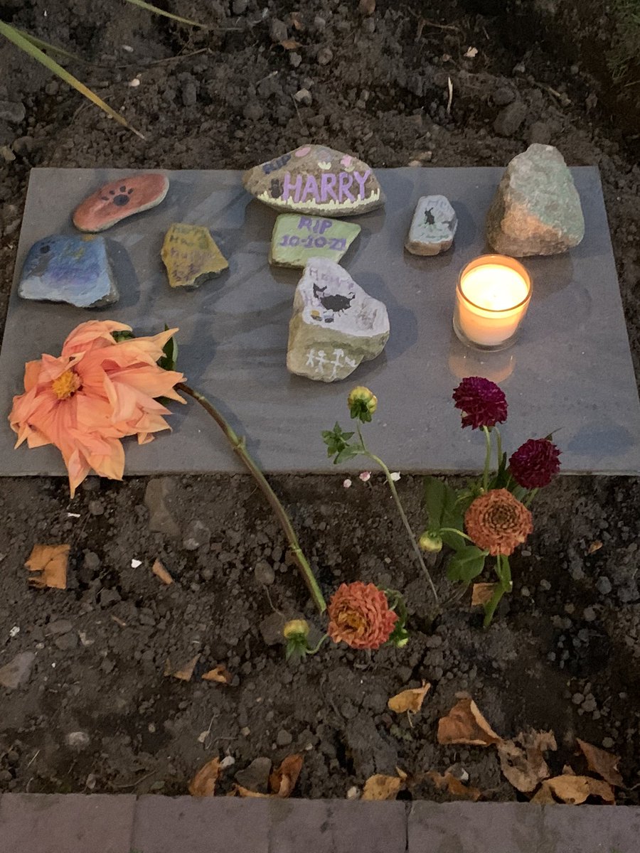 SueSimms's tweet photo. A little piece of us all went with Harry. You gave us so much joy. RIP beautiful, loyal boy….forever in our hearts 💔 https://t.co/n9N90JJZn0