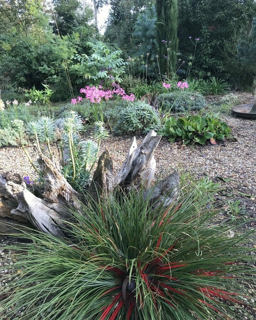 Exoticgardenco's tweet photo. Thriving in the gravel garden on the #suffolkcoast is Fasciculara bicolour (in foreground) evergreen, hardy. Native to Chile. #Aldeburgh, #Thorpeness, #Southwold, #Lowestoft, #Saxmundham, #Woodbridge, #Felixstowe, #Ipswich, #BuryStEdmunds, #Snape, #Suffo… https://t.co/S7meNTJyQA https://t.co/ZLjoUzxmKl
