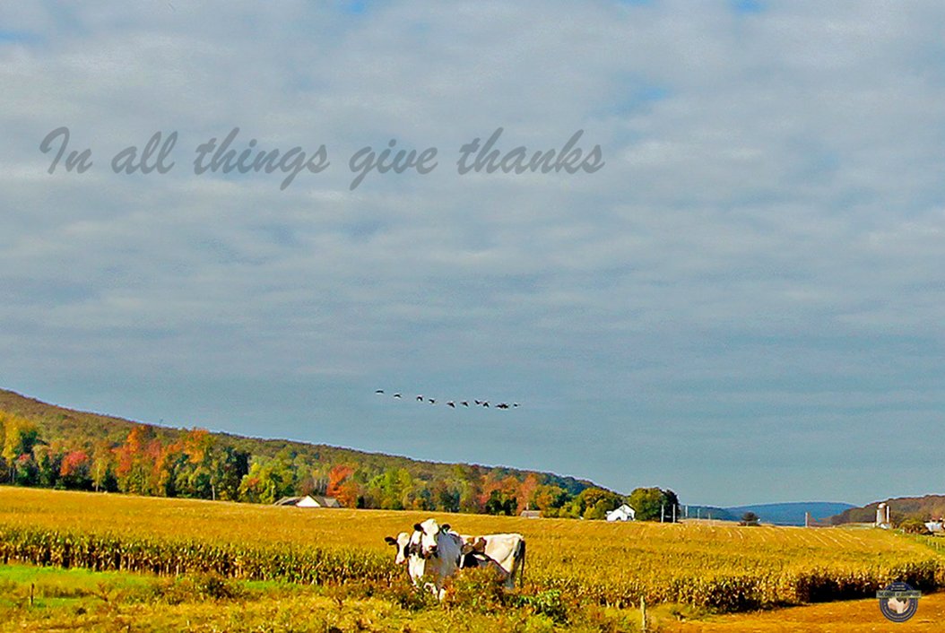 uddercomfort's tweet photo. It is Canadian Thanksgiving Day. We are thankful for the amazing dairy cow &amp; wonderful people these cows bring into our lives. Whatever mix the year has brought, we wish all blessings to be thankful for &amp; thankfulness for each blessing. 
#Grateful #thanksgiving #welovecows https://t.co/PM8Vy9pkn4