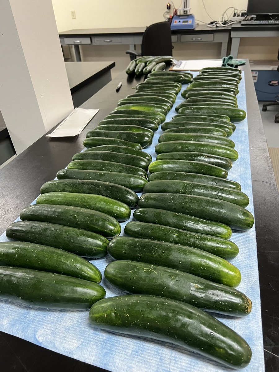 UGAPostharvest's tweet photo. Cucumber postharvest trial to determine the cause of pitting after harvest.
.
.
.#cucumber๐ฅ #ugatiftoncampus #ugatifton #uga #horticulture #vegetables #green #postharvestprocessing #postharvesttechnology #postharvest https://t.co/4IIjgWkRi1