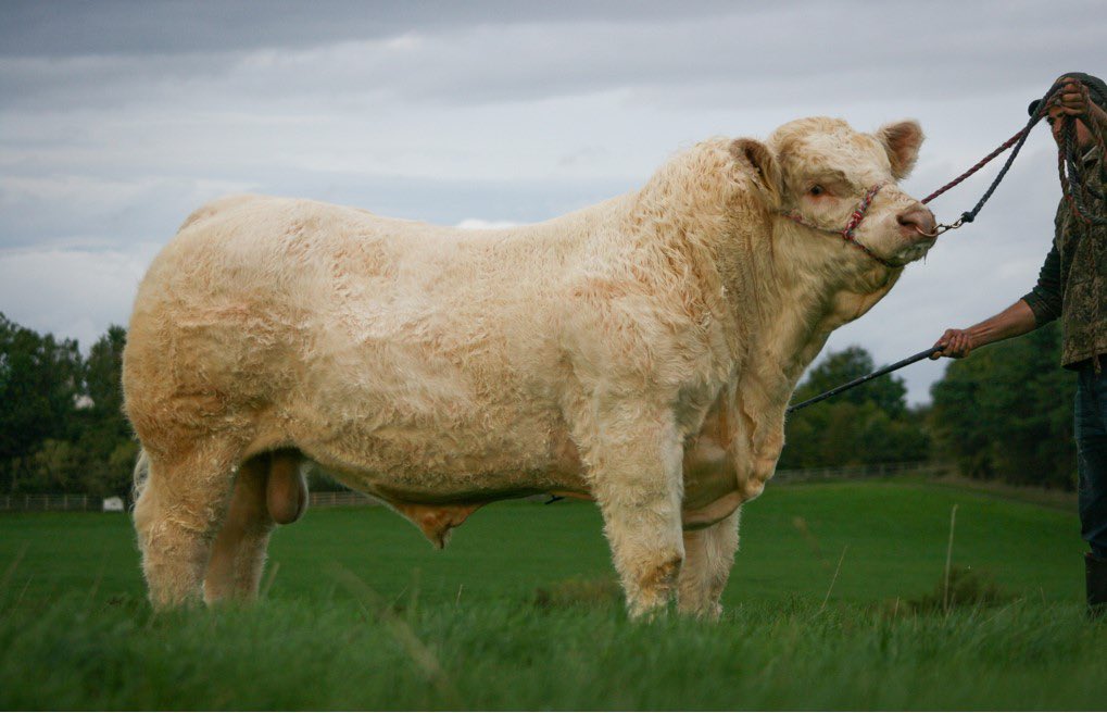 The two boys heading to Stirling bull sales this weekend, Gretnahouse Roper and Gretnahouse Razzle (ET) #charolais #bullsales #stirling <a href="/BritCharolais/">British Charolais</a> <a href="/unitedauctions/">United Auctions</a>