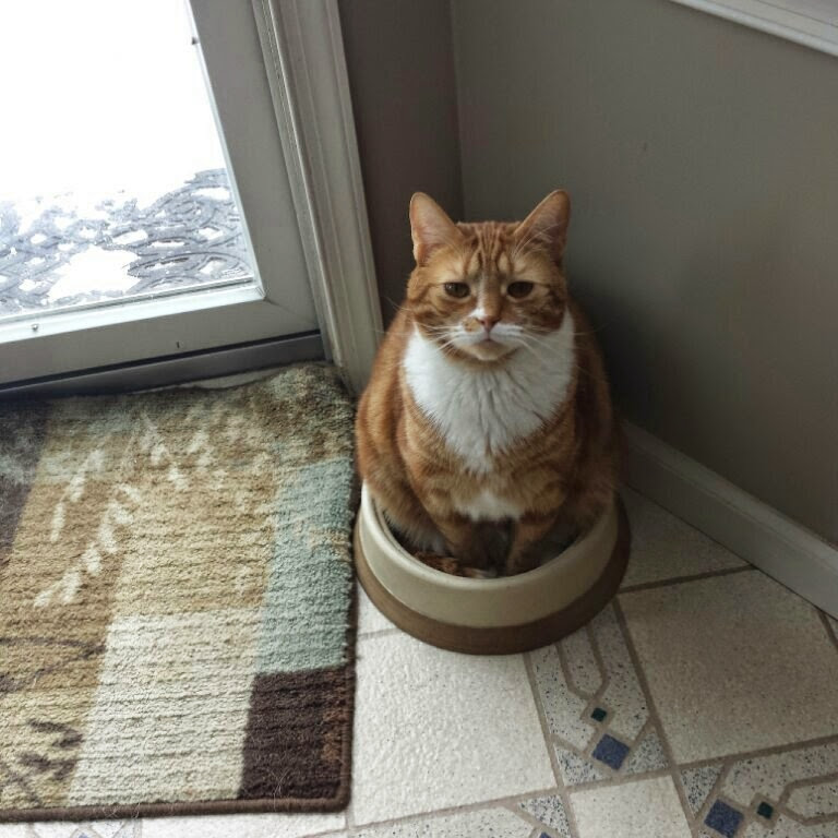 ktoab's tweet photo. You were the best cat ever. RIP Chippy. https://t.co/HSoe4cQ9V2