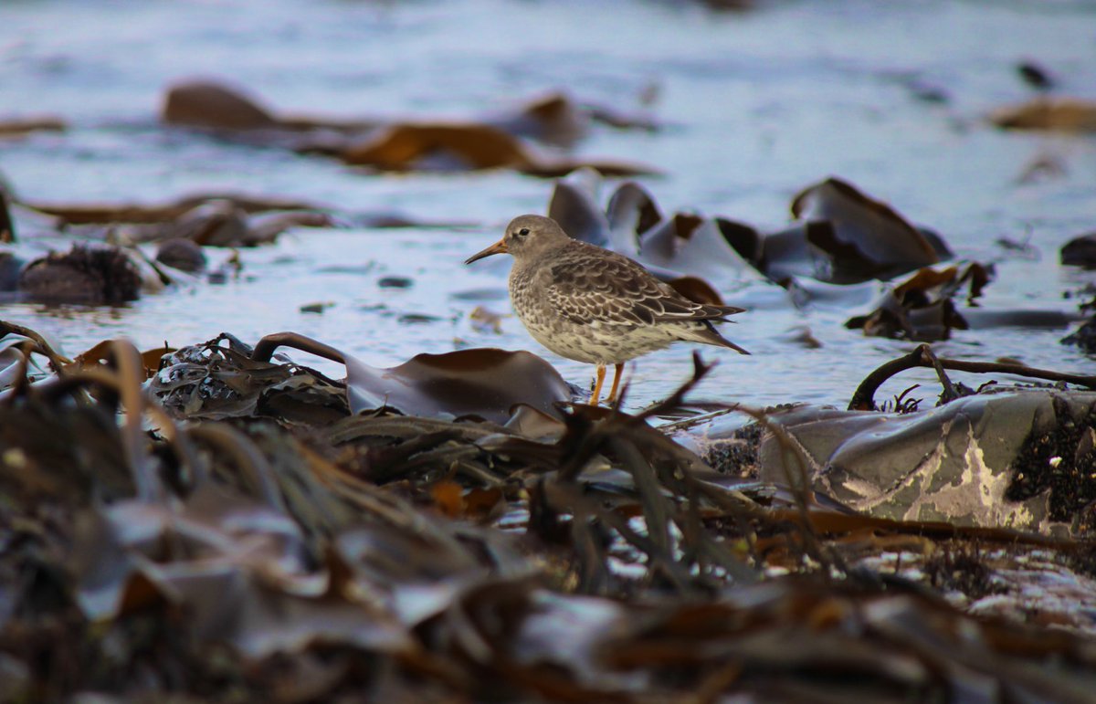 WildlifeTweeter's tweet photo. I had a lovely encounter with this tiny shorebird yesterday. 

On the coast near Bamburgh 🏰 📸 Who can ID for me?

#TwitterNatureCommunity #birdphotography #wildlifephotography #wildlife #NaturePhotography @Steveredwolf @NTBirdClub @Natures_Voice @silverpebble @Britnatureguide https://t.co/X4Ukbs7SJ0