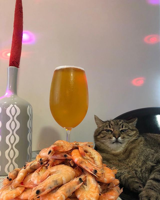 Коты с пивом