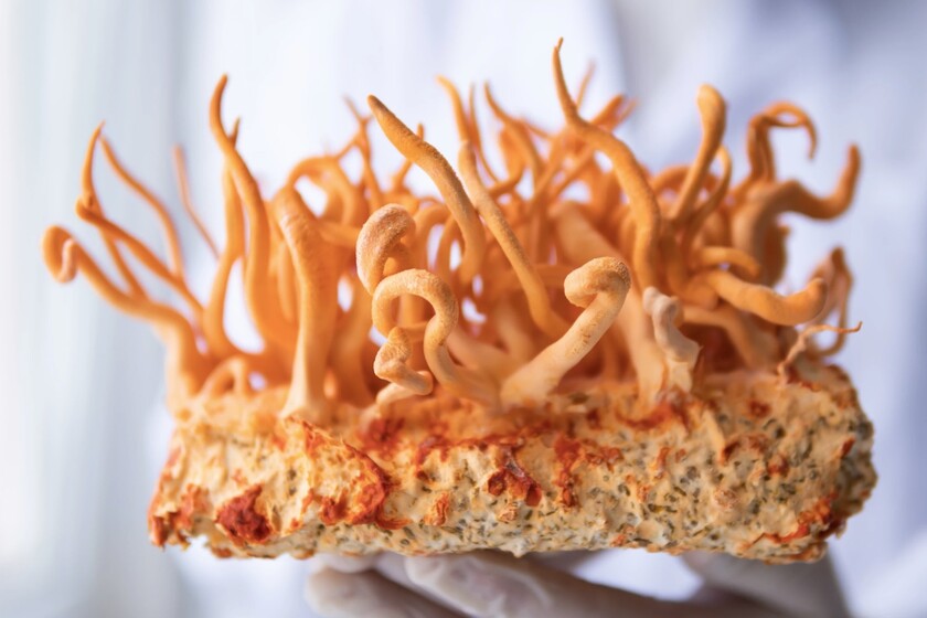 Este "superhongo" de Himalaya modificado en Oxford puede aumentar 40 veces los efectos de la quimioterapia xataka.com/p/237344