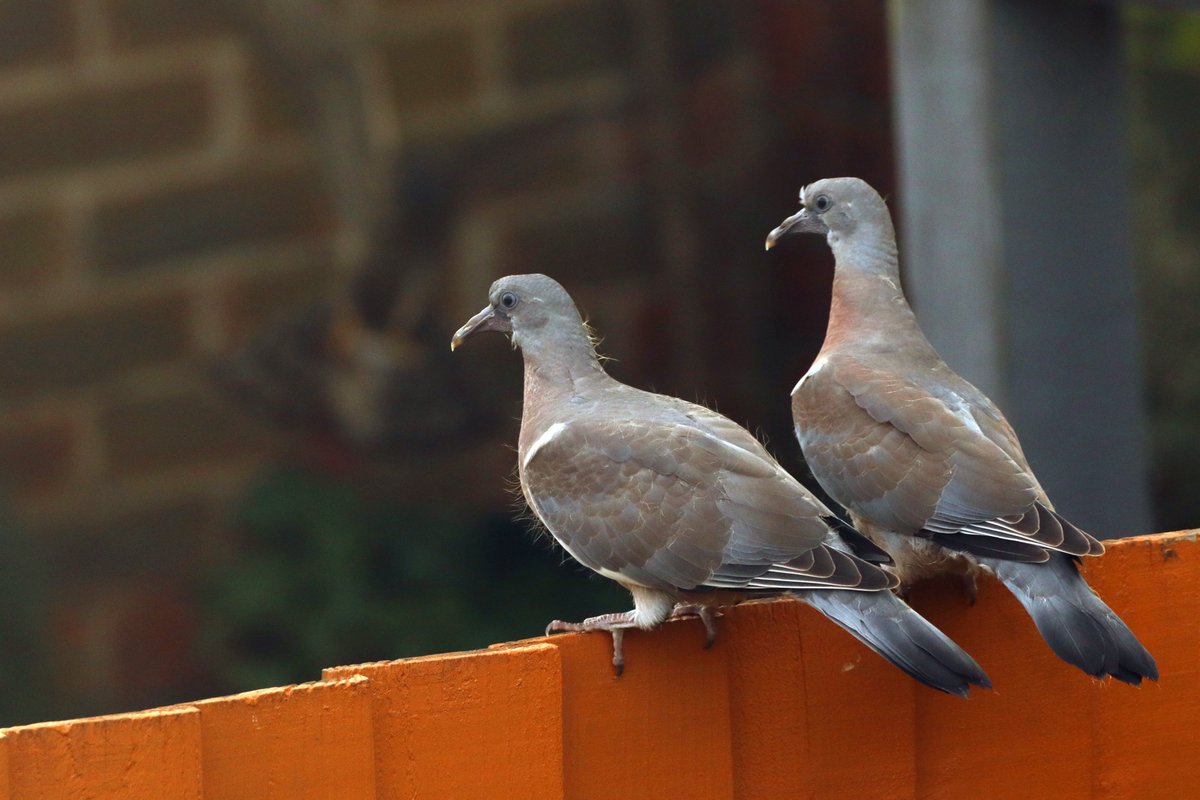 Juvenile wood pigeons (with sparrowhawk in background) - 08 October 2021

[Although briefly terrified, the wood pigeons escaped unharmed.]

#NearbyWild #OurWorldIsWorthSaving #TwitterNatureCommunity #BirdPhotography  #Nottingham #AccipiterNisus #CantGetUs #ColumbaPalumbus