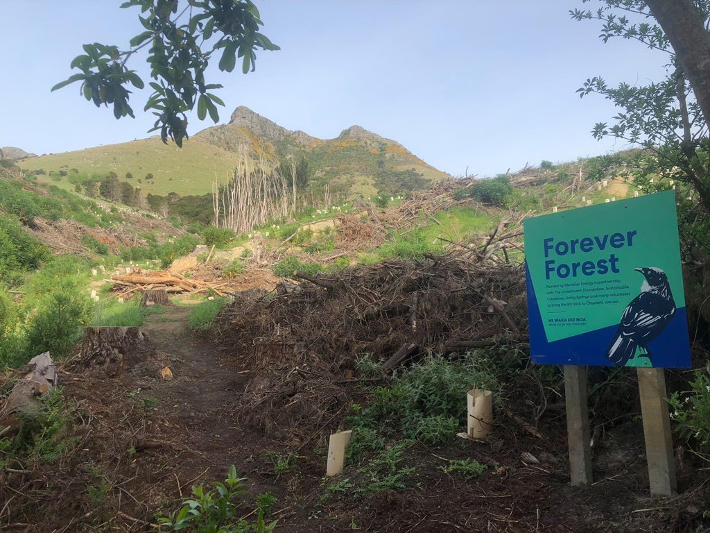 CHCHFoundation1's tweet photo. "In 20 years this will be a mini forest, home to thousands of native plants and plenty of tūī birds". 

That is our hope for the mini forest planted at Living Springs through our Stronger Greener Christchurch partnership with @MeridianEnergy 
#kaitiakitanga #bettercitynz https://t.co/uvufZrJx3W
