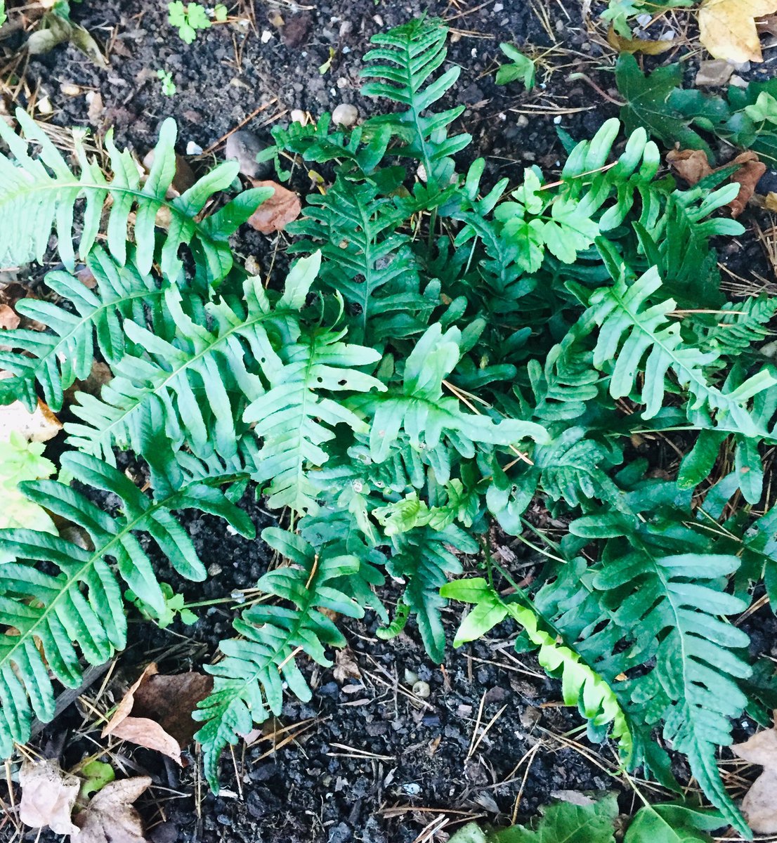 seemasainson's tweet photo. @GardensHour Super chuffed with these ferns, which started off as tiny plants but are now starting to fill a few shady corners. #ferntastic (sorry!) #GardensHour https://t.co/EagYab9euS