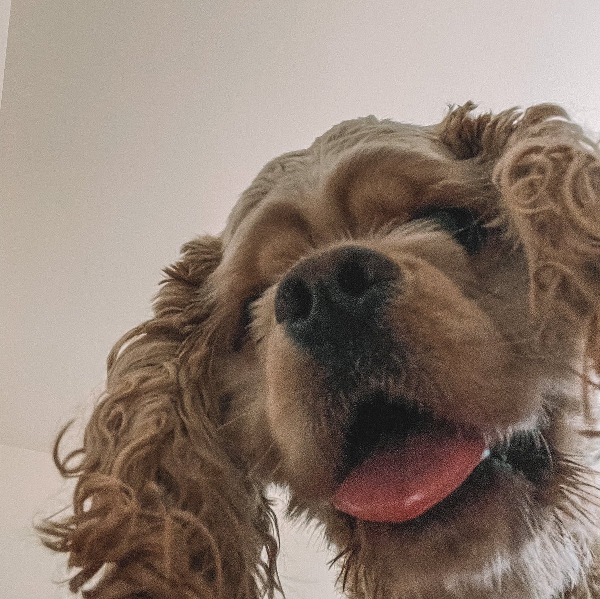 celene_Luciaa's tweet photo. @J4CKMULL Doggie selfie 💁🏻‍♀️😁 https://t.co/KwijGIkjaT