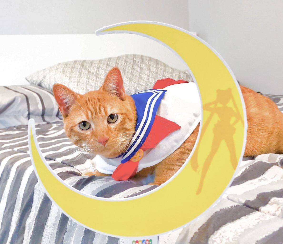 Ochibawolf's tweet photo. 🔥 GIVEAWAY ALERT! 🔥

👀Have you watched my newest YT video where my cat tries on #SailorMoon clothing? If not, watch here -> https://t.co/HeMoJ0jArj

🌙Retweet this tweet to enter to win a SM photo prop for your pets! The winner will be drawn on 10/25/21! Ships worldwide! https://t.co/B2cYTEUAzQ