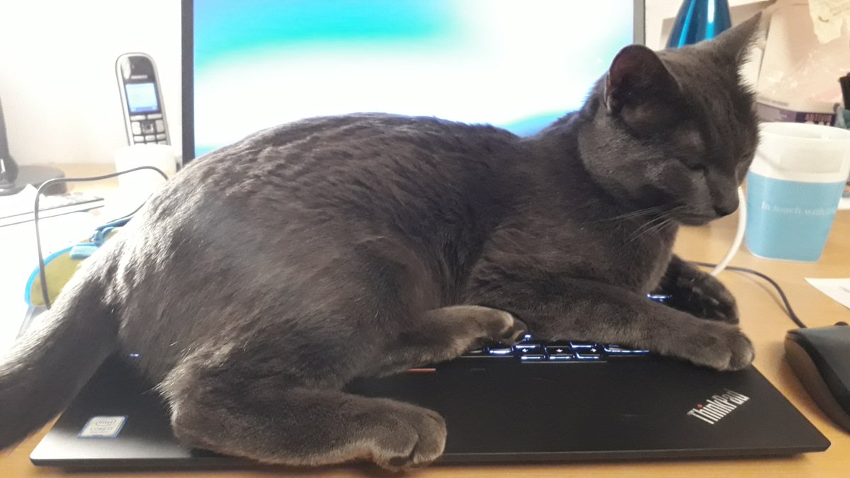 strodellab's tweet photo. Cats not only add nonsense to manuscripts and grant applications, they even like blocking the whole keyboard to prevent one working https://t.co/A5Fn9dAOhf