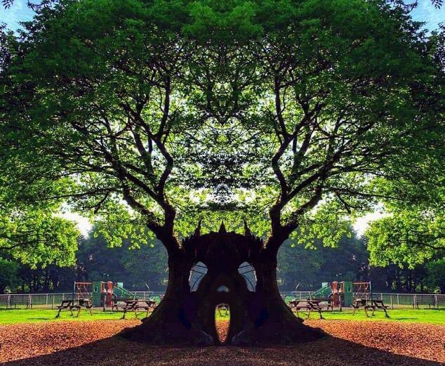 What a fab twist on our much loved hollow tree 🎃🎃Happy Halloween 🎃🎃 #halloween #neath #gnollpark