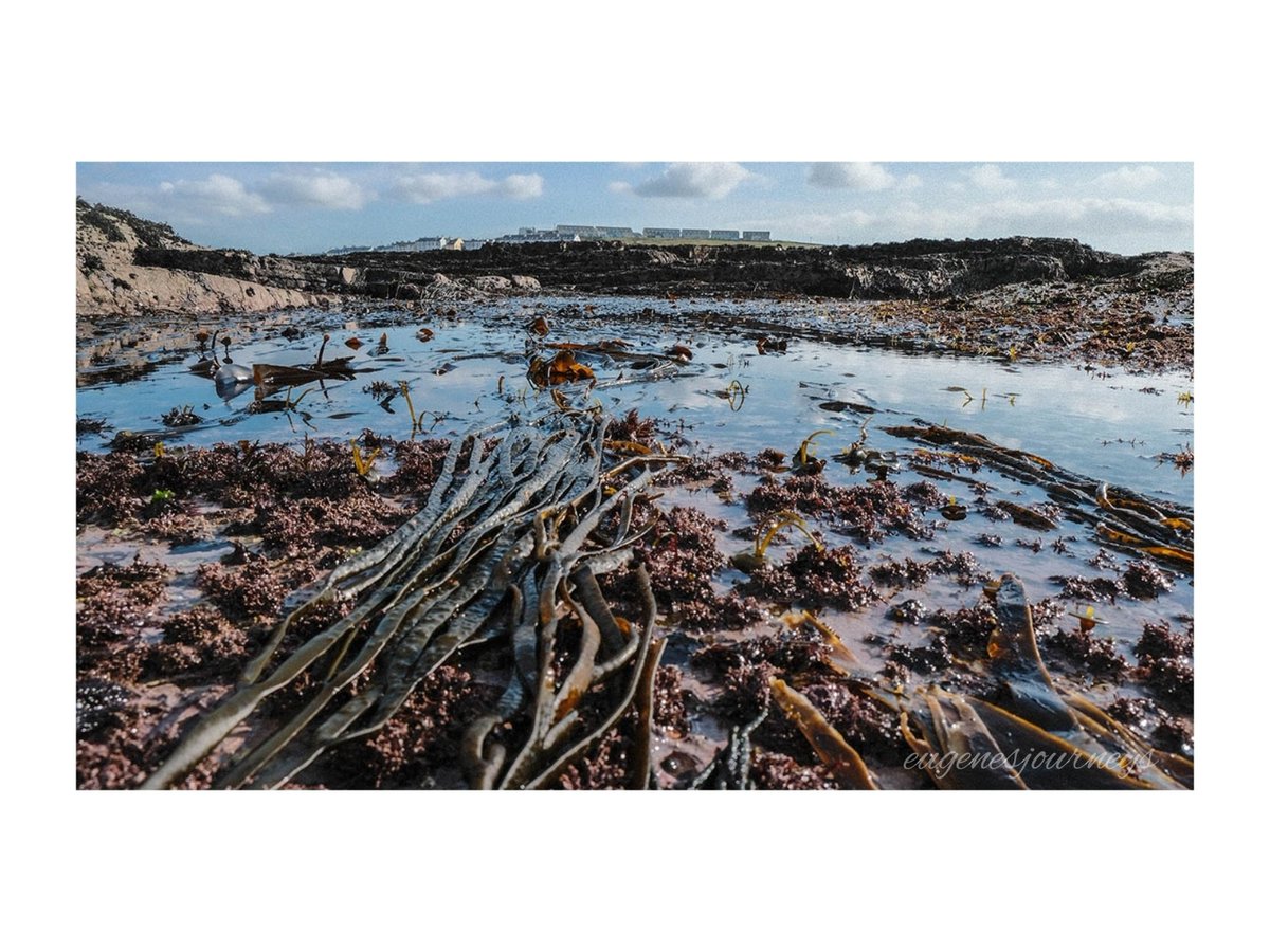 eugenesjourneys's tweet photo. Tide out, seaweed
asleep in the rockpool
Kilkee Co Clare Ireland
#kilkee #nature #poeticcaption #rockpool #seaweed #asleep #fujixt30
@ClareArtsOffice @ClareTourism @kilkeebythesea @GoToIreland https://t.co/gSNHmVidME
