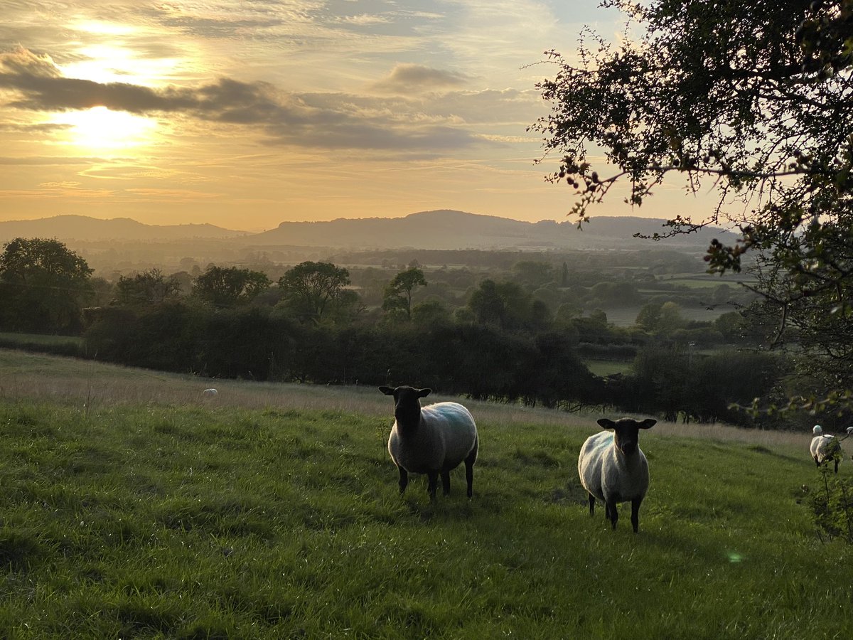 The Mount Inn tweet media