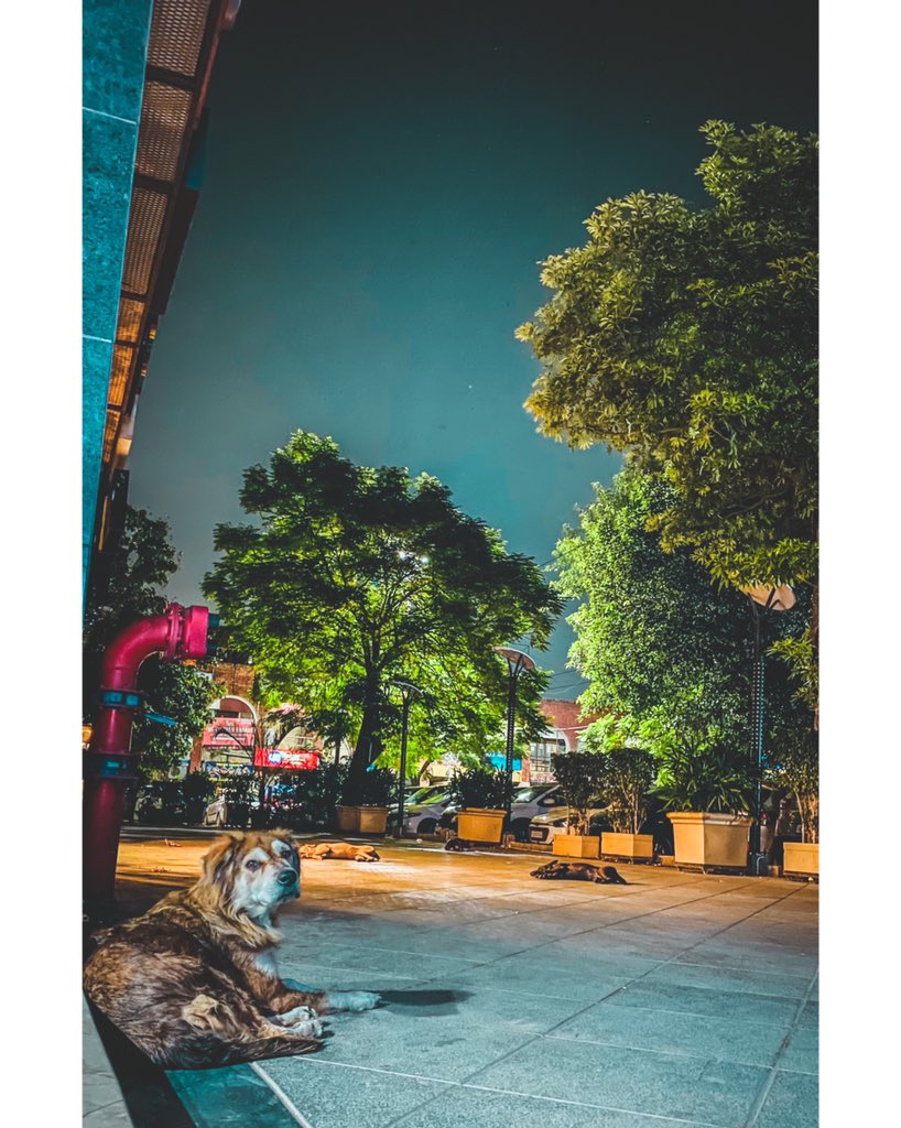 DanishNaael's tweet photo. #Delhi #delhinight #nightlife #nightmode #shotoniphone https://t.co/PLhk2bMFke
