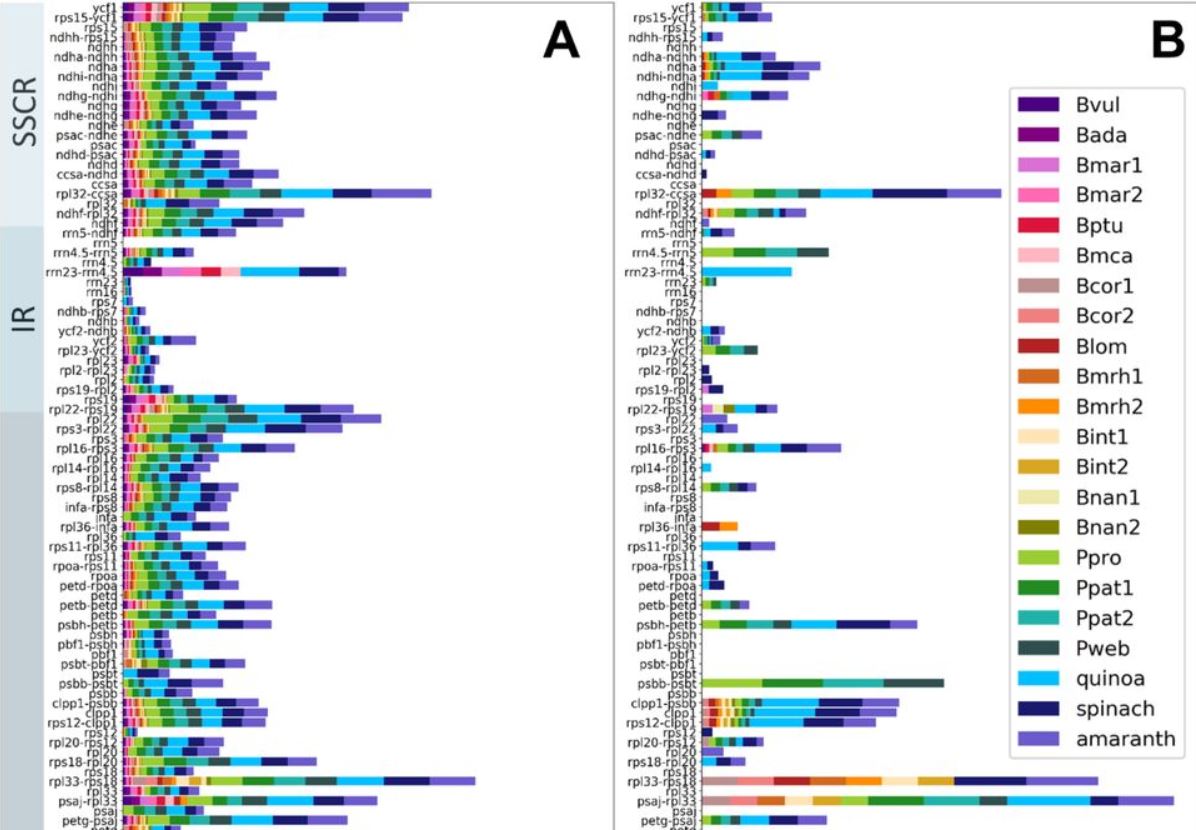 🌱🧬In need for more #omics of #sugarbeet and its wild relatives? Look no further: 

In a Bielefeld-Dresden alliance led by <a href="/ksielemann/">Katharina Sielemann</a>, we
🧩assembled 19 Beta and Patellifolia plastomes, and
🖇️revisited the species placements within the Betoideae.

biorxiv.org/content/10.110…