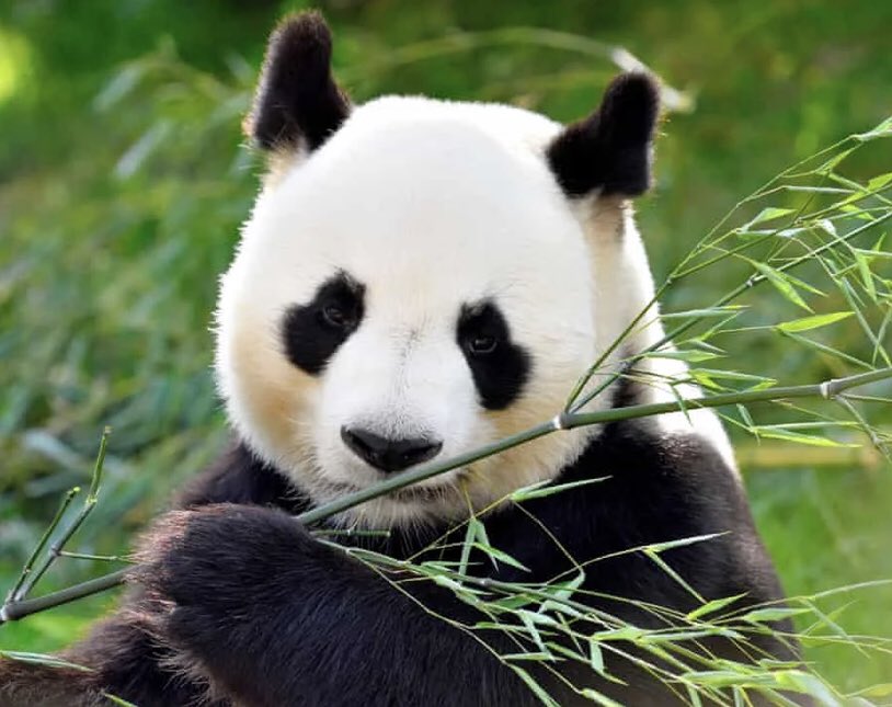 Letβs Make A Change π (@lmac_nonprofit) on Twitter photo πΌ Help the Giant Pandas πΌ
Check out our collection or donate to our GoFundMe today! 100% of the profits will go to the <a href="/World_Wildlife/">World Wildlife Fund</a> in efforts to save Giant Pandas and their natural habitats π³
my-store-5972454.creator-spring.com/listing/save-tβ¦
gofund.me/01310f28
#letsmakeachange πΌ Help the Giant Pandas πΌ
Check out our collection or donate to our GoFundMe today! 100% of the profits will go to the <a href="/World_Wildlife/">World Wildlife Fund</a> in efforts to save Giant Pandas and their natural habitats π³
my-store-5972454.creator-spring.com/listing/save-tβ¦
gofund.me/01310f28
#letsmakeachange