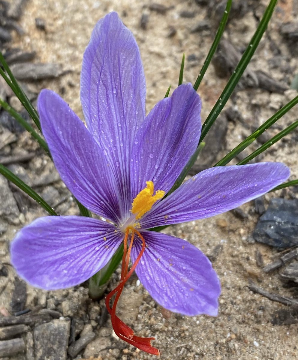 Saffrosystems's tweet photo. The superpower of this flower: An undeniable romance for humans. 😍
Much like tulips and roses, saffron has little competitive advantage in nature if it were not for humans! 🌷
#flowerslovers
#saffron
#safran
#zaafran
#crocus
#agriculture
#gardeninspiration
#gardendesign https://t.co/hwhZlfnGmj