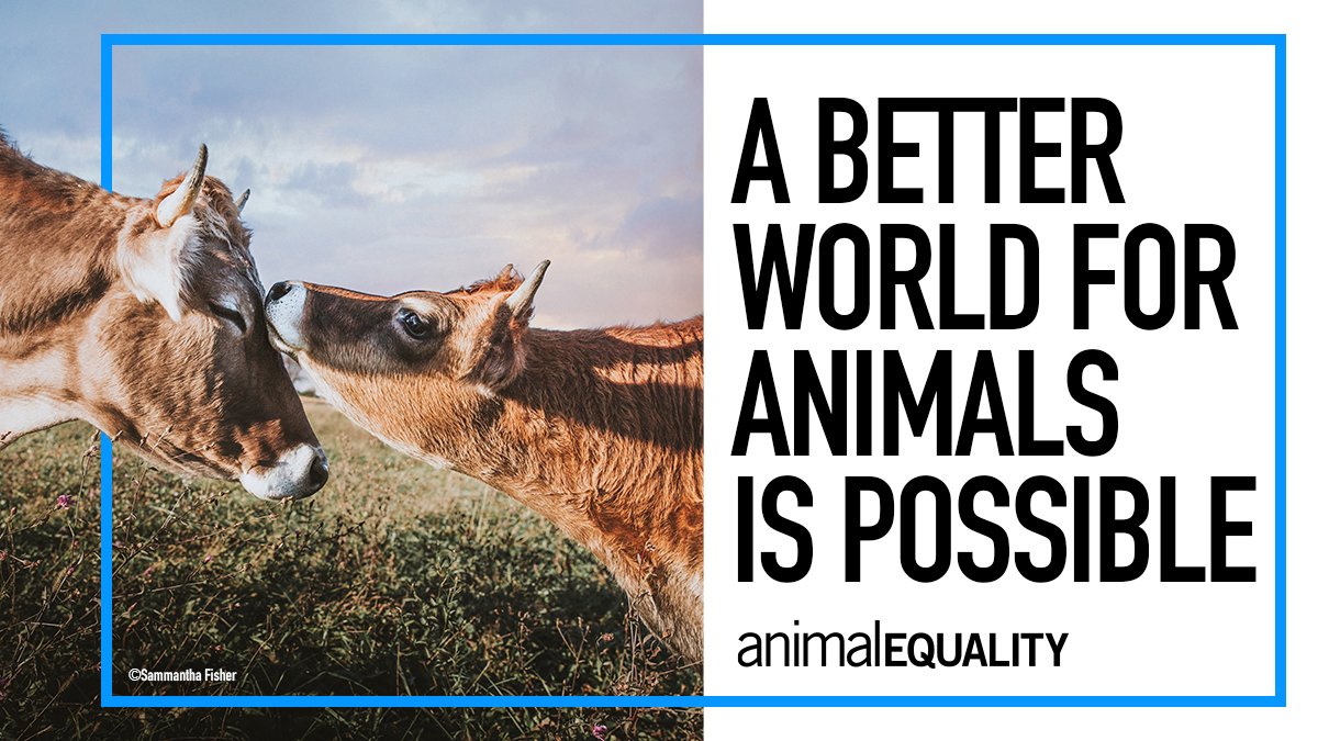 Animal Equality tweet media