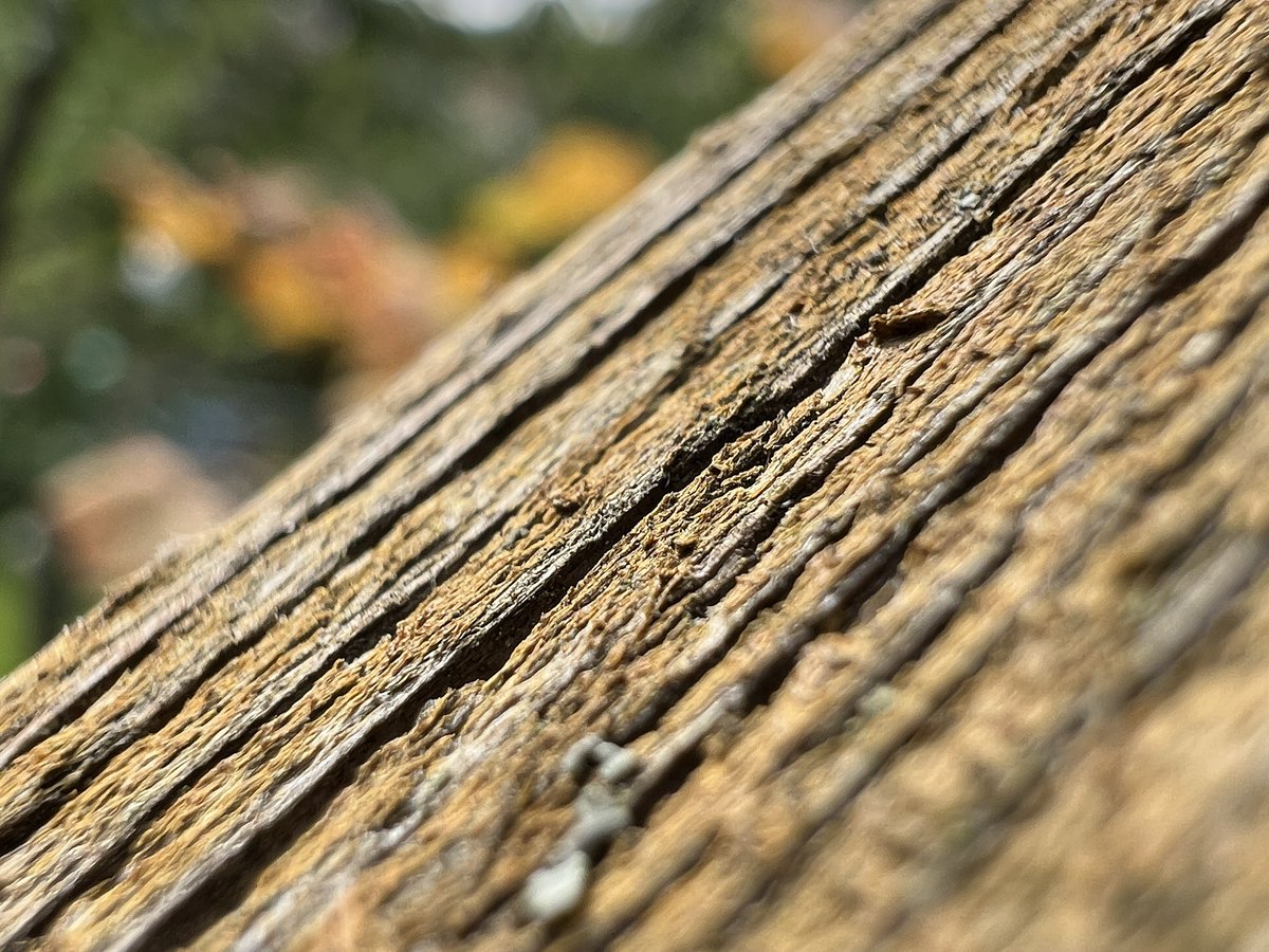 Macro madness with <a href="/halidecamera/">Halide + Kino aka halideapp.bsky.social</a> and #iPhone13ProMax Can‘t wait to try this underwater while #scubadiving