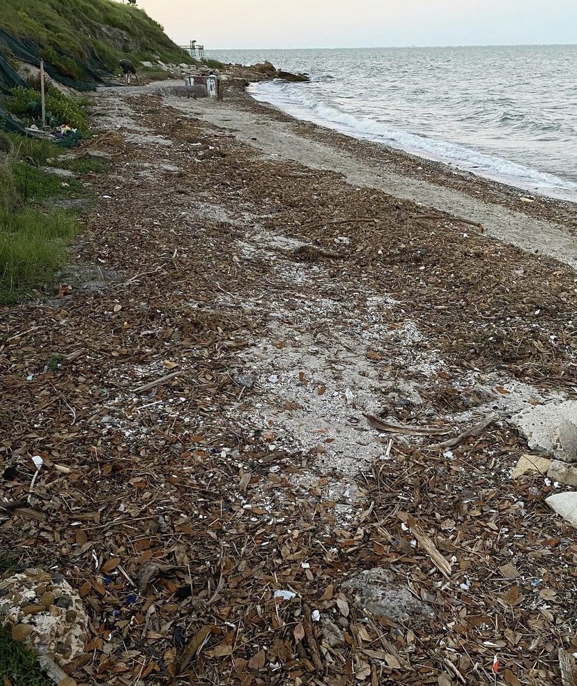 Islander Green Team 🌱 tweet media