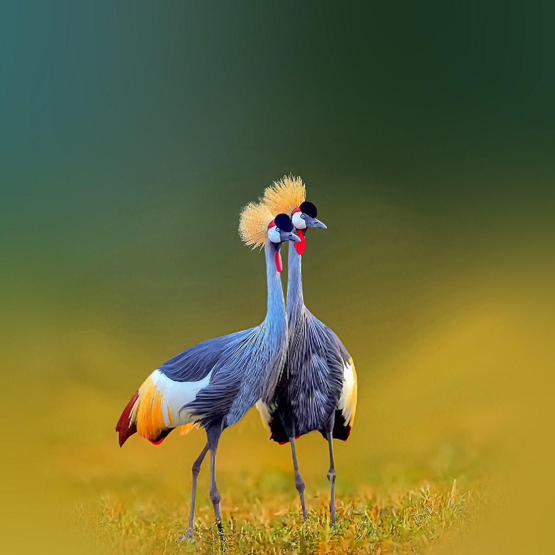 amos_etyak's tweet photo. Our finest representatives of the Pearl.

#Uganda@59
#VisitUganda
#VisitQueenElizabethPark

@kop_ango , and other tour agencies should get you there. @Drewbinsky , @IamApass ,@IAmSteveHarvey ,@UgTourismBoard ,@nasdaily ,@wekesa_amos ,@dubaitourism https://t.co/86oDz1zWbZ