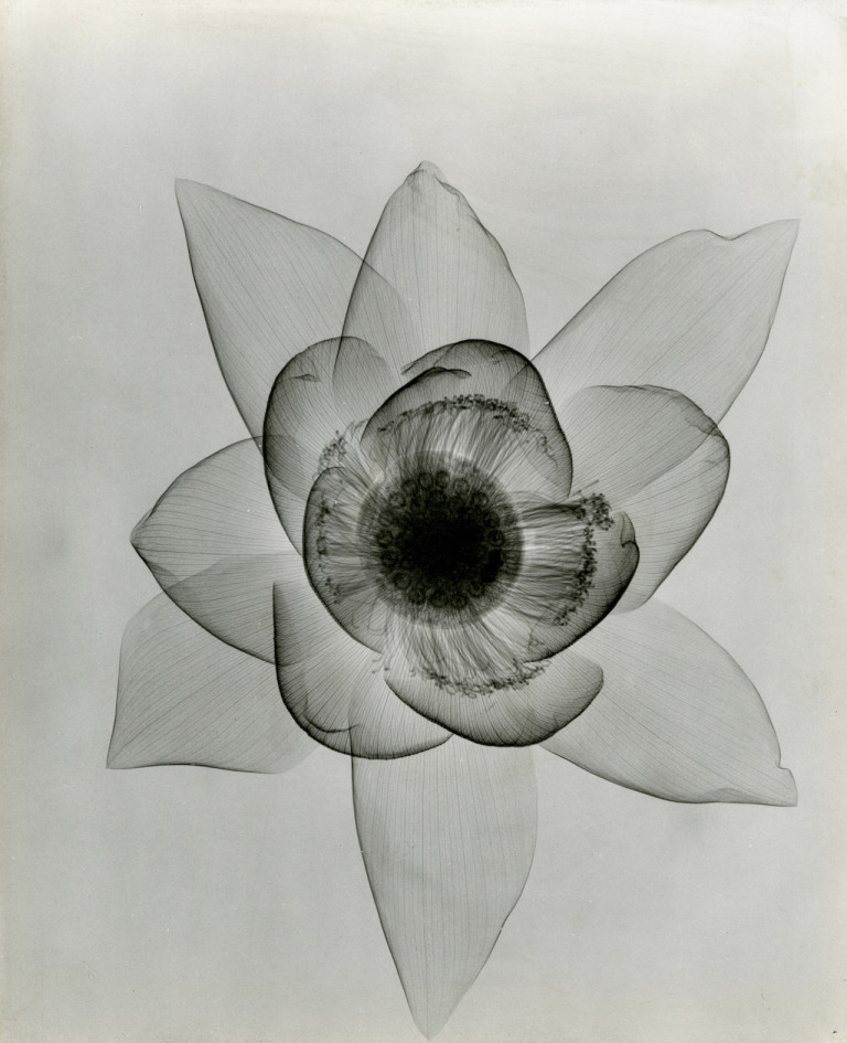 aflashbak's tweet image. Gorgeous Minimalist Flower X-Rays From The 1930s - Flashbak buff.ly/3mHRYMG