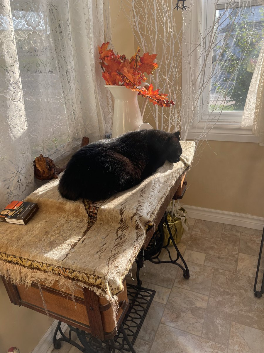 KristaBlue1967's tweet photo. @QuiteFranklii Sookie snoozing in the sun https://t.co/Ps2e6owZKP