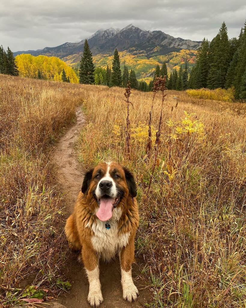 Engulfed by the fall colors, getting into the outdoors for movement and joy. Rico found his happy place ✌️

Wine pressing this week, French oak barrel hydration… along with a couple more grape picks 🍇 

#stbernese 
#coloradofall
#coloradofallcolors instagr.am/p/CU5zBCyl1sq/