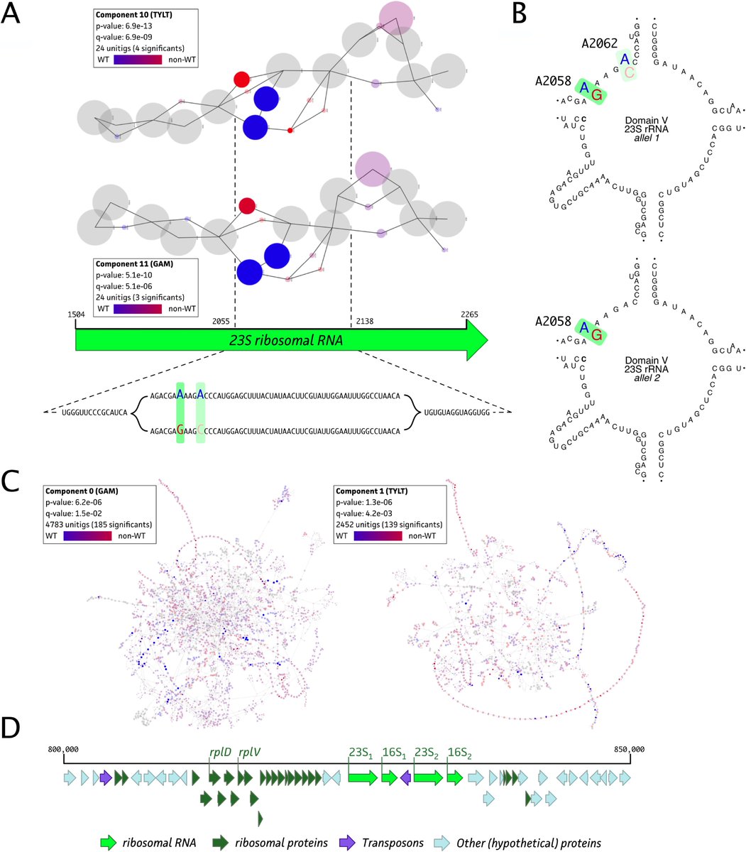A k-mer-based GWAS analysis allowed to link M. bovis  genotypes 🧬 with phenotypes 🧫 based on different ECOFF thresholds. This highlighted potential genetic markers for:
   1- macrolides (GAM, TYLT &amp; TIL) 
   2- fluoroquinolone (ENRO)
   3- tetracyclines (OXY &amp; DOXY) 
3/6