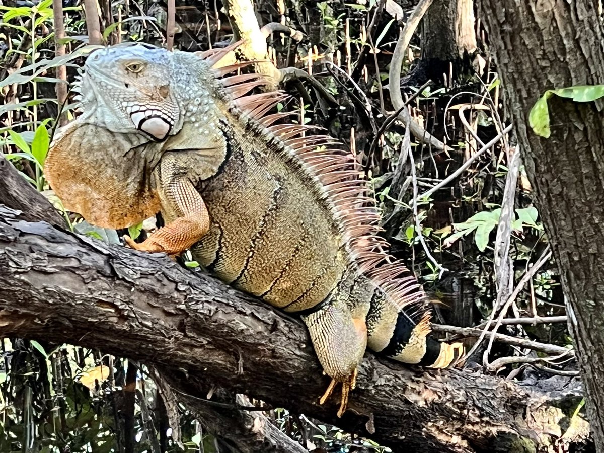 DBVervet's tweet photo. Shrek, our iguana friend, posing for his picture. Heโs stunning. #floridawildlife #iguana #notamonkey https://t.co/nhtIcGx5ZS
