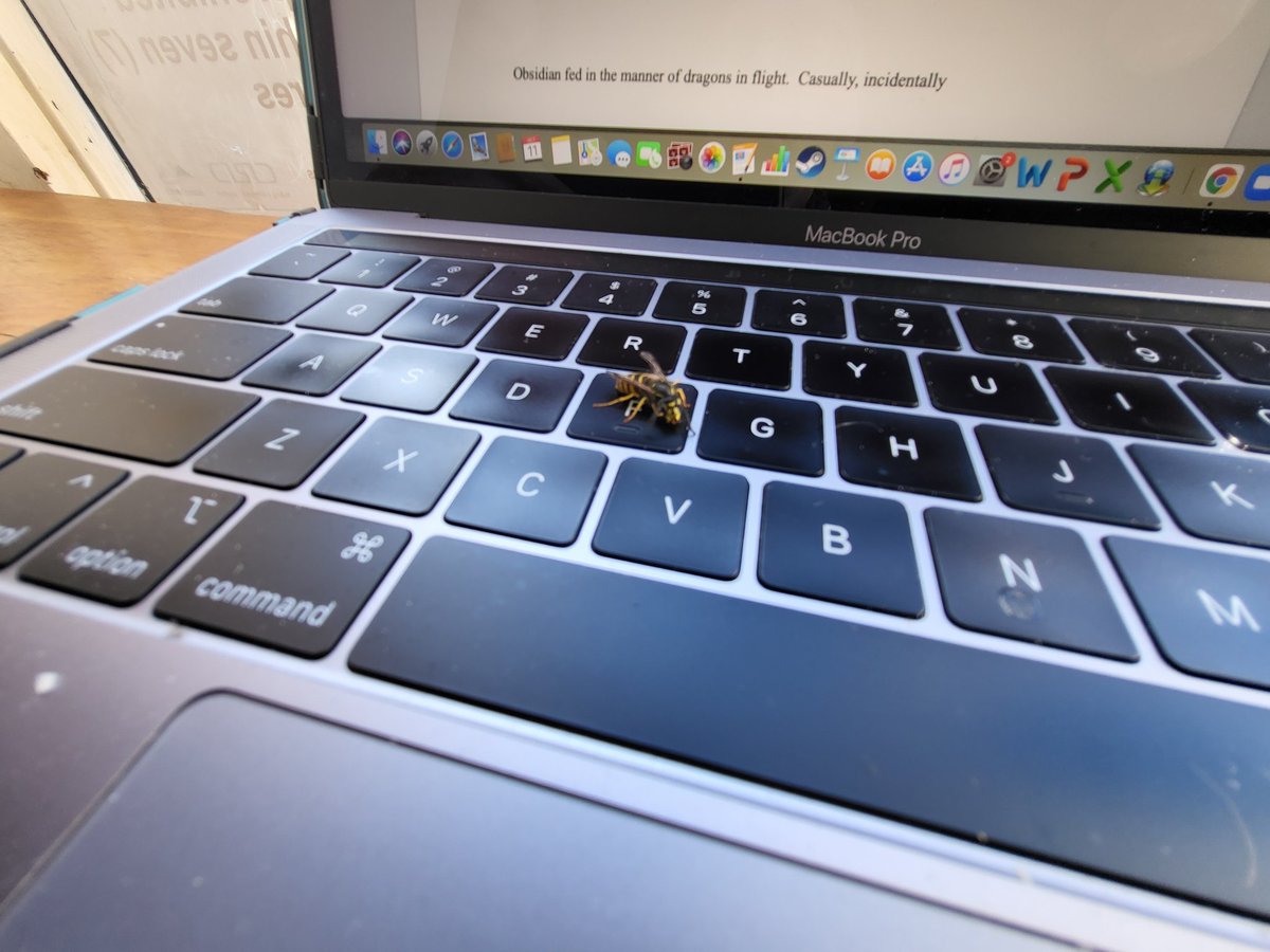 Some people have cats on their keyboard. I have wasps. Memo to self: avoid the F key...