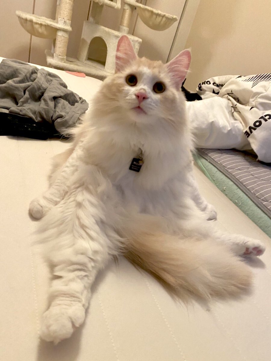 mugisan0115's tweet photo. こんな座り方初めて見た🤣笑
#猫のいる暮らし 
#猫好きさんと繋がりたい https://t.co/5wvIBscZC2