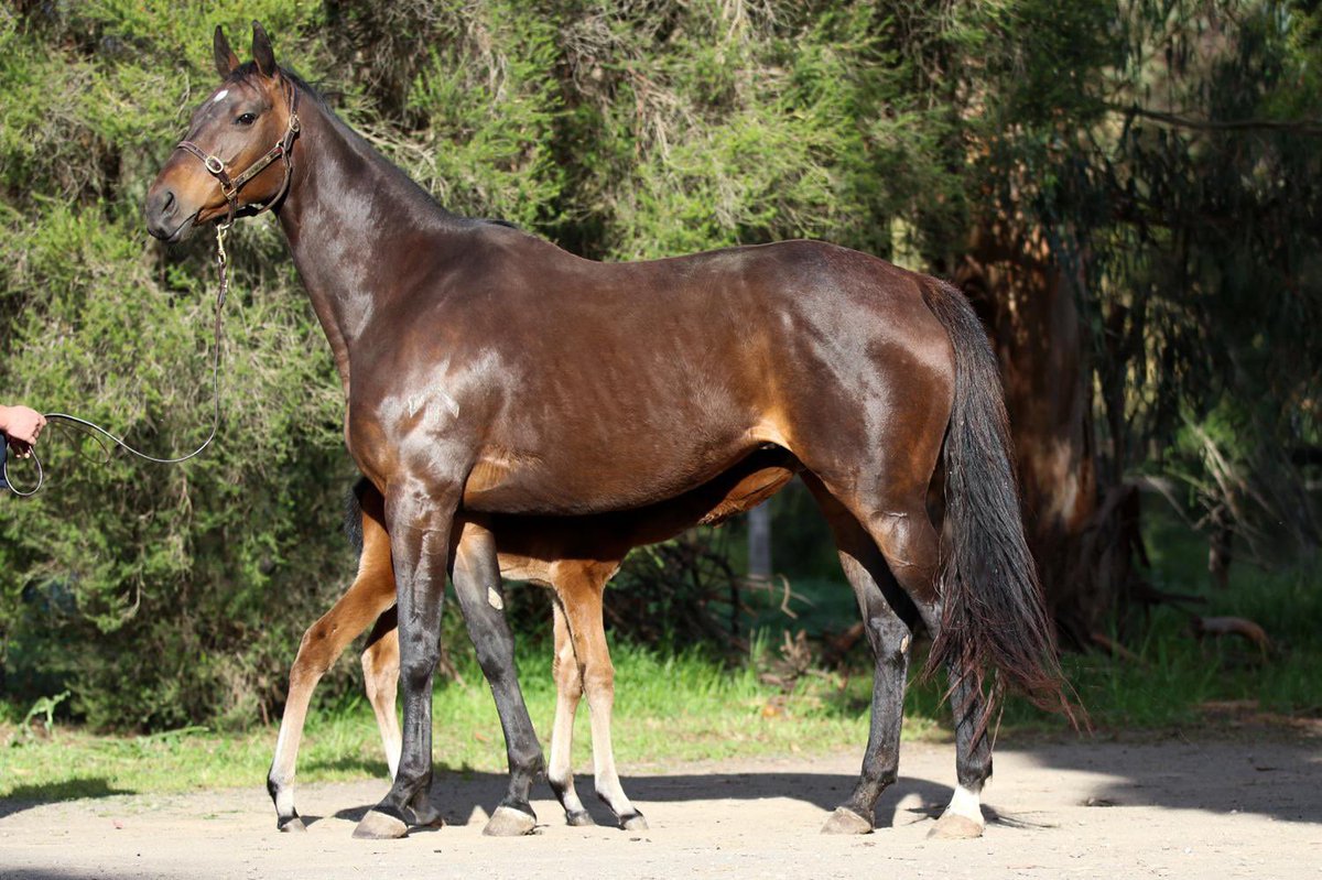 SwettenhamStud's tweet photo. Currently on @inglis_sales is AS I DO (Casino Prince) with a Toronado filly at foot. The foal is bred on the exact cross of 7x SW STILL A STAR and looks to be a star herself.

https://t.co/OCxWrJP6Ng https://t.co/h2MZ2Kth89